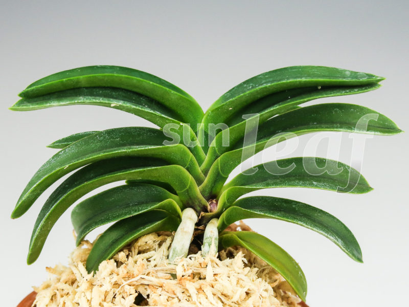 Неофинетия фальката СУИКАДЕН 翠華殿