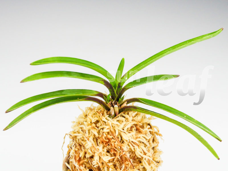 неофинетия тоесакура