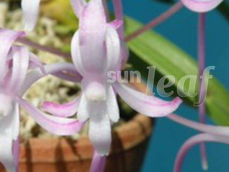 неофинетия тоесакура