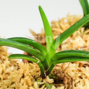 Неофинетия фальката Юбаэ-сангэцу