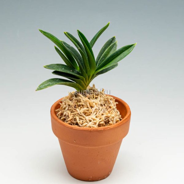 ДЗЮНИХИТОЭ 富貴蘭 十二単 십이단 neofinetia Junihitoe