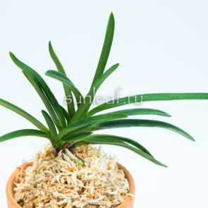 neofinetia Shojyo 猩々