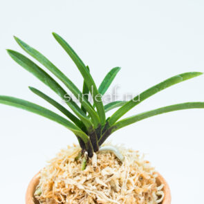 neofinetia Shojyo 猩々