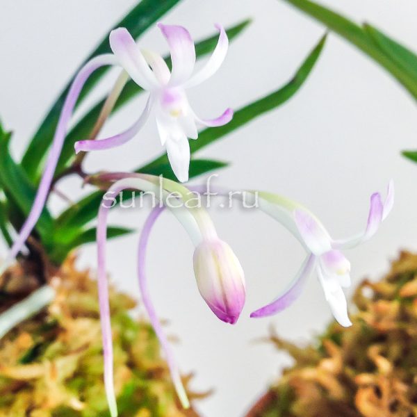 neofinetia Shojyo 猩々