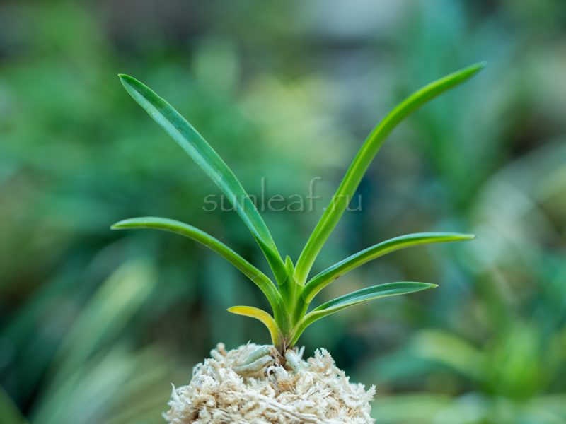 АСАХИДЭН 朝日殿 neofinetia Asahiden