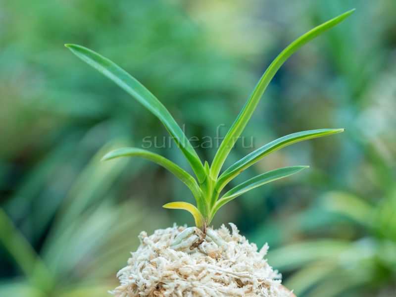 Неофинетия АСАХИДЭН 朝日殿 neofinetia Asahiden