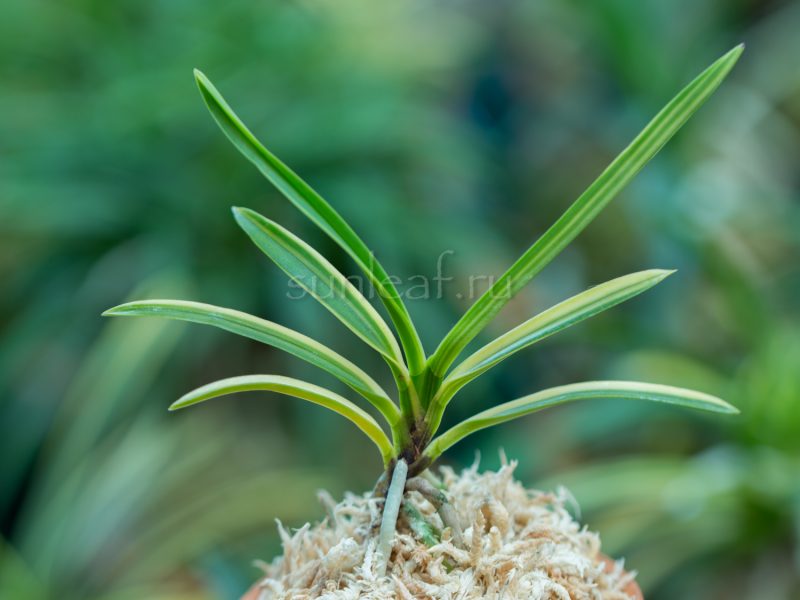 Неофинетия АСАХИДЭН 朝日殿 neofinetia Asahiden