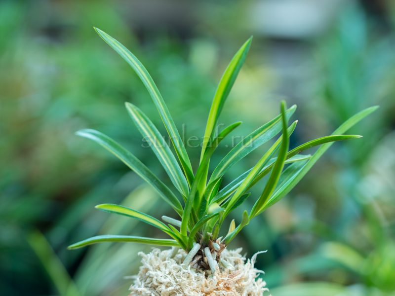 Неофинетия АСАХИДЭН 朝日殿 neofinetia Asahiden