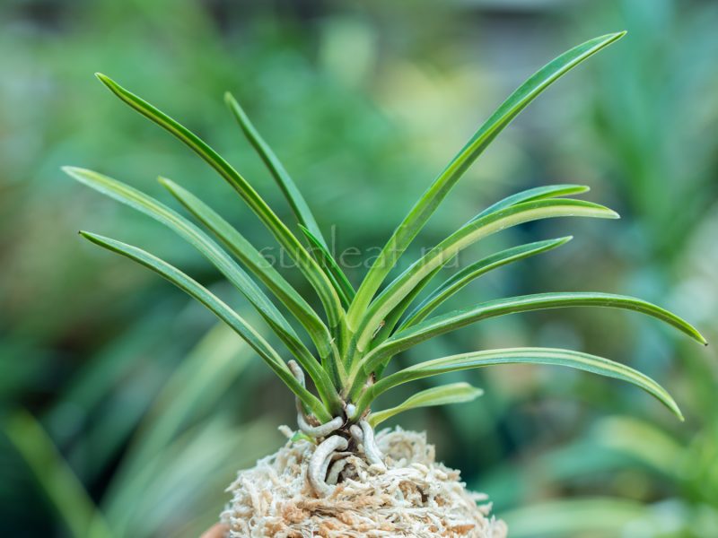 Неофинетия АСАХИДЭН 朝日殿 neofinetia Asahiden