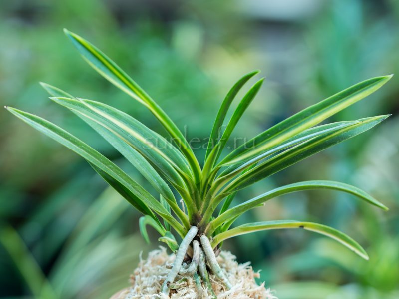 Неофинетия АСАХИДЭН 朝日殿 neofinetia Asahiden