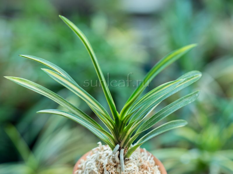 Неофинетия АСАХИДЭН 朝日殿 neofinetia Asahiden