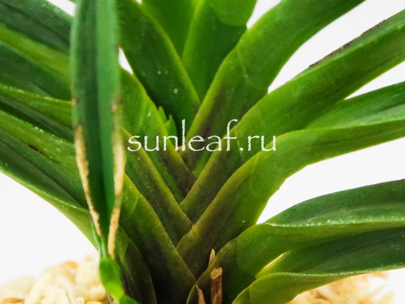 Неофинетия фальката БЭНИ БОТАН 紅牡