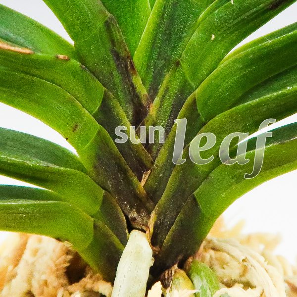 Неофинетия фальката БЭНИ БОТАН 紅牡丹