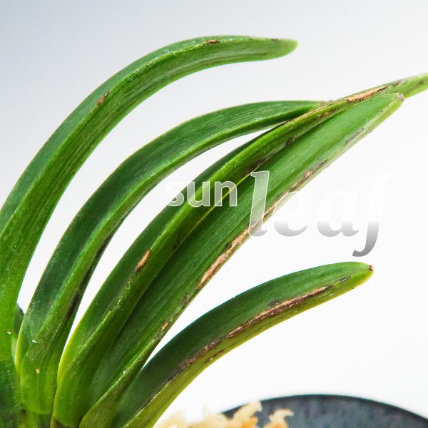 Неофинетия фальката БЭНИ БОТАН 紅牡丹