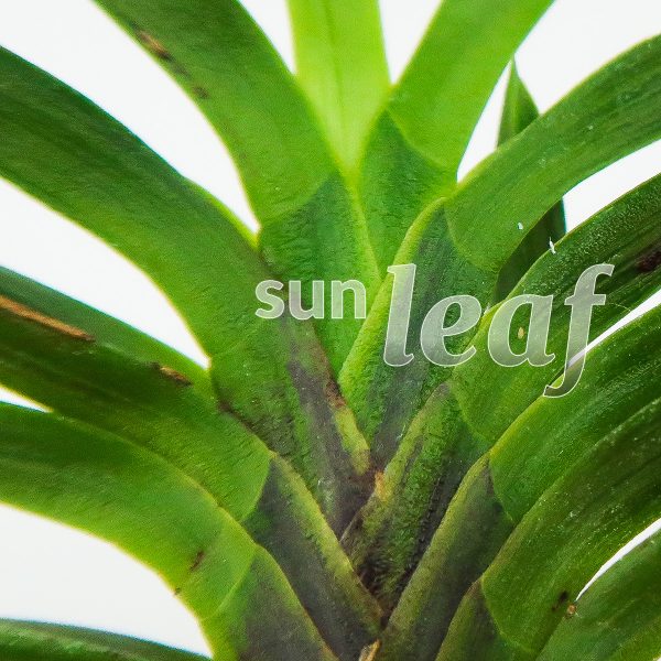 Неофинетия фальката БЭНИ БОТАН 紅牡丹