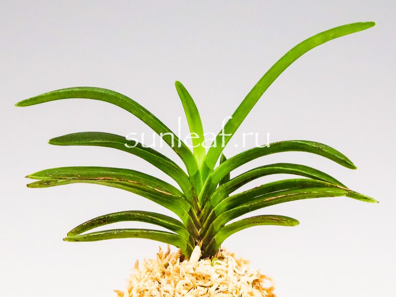 Неофинетия фальката БЭНИ БОТАН 紅牡丹