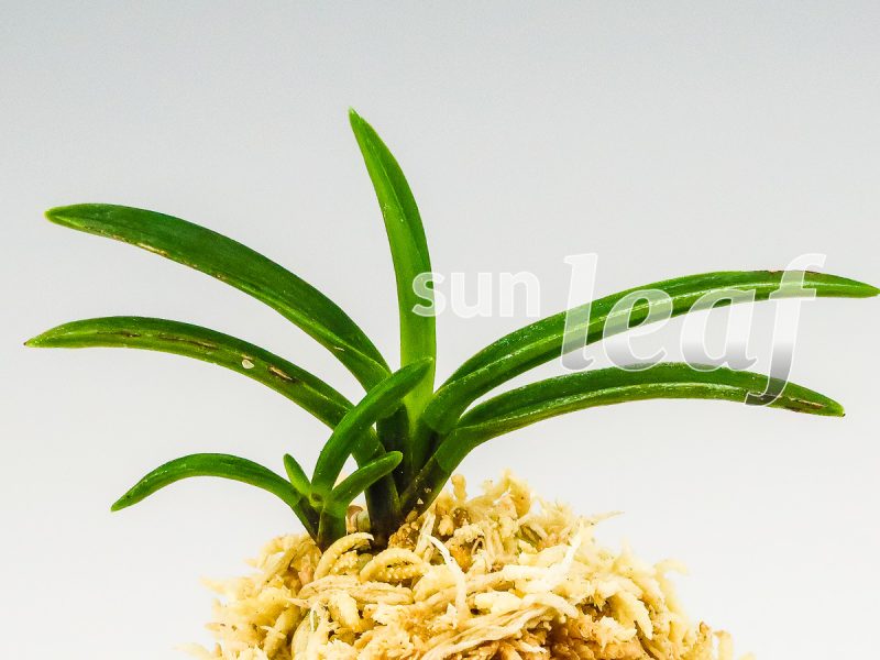 Неофинетия фальката БЭНИ БОТАН 紅牡丹