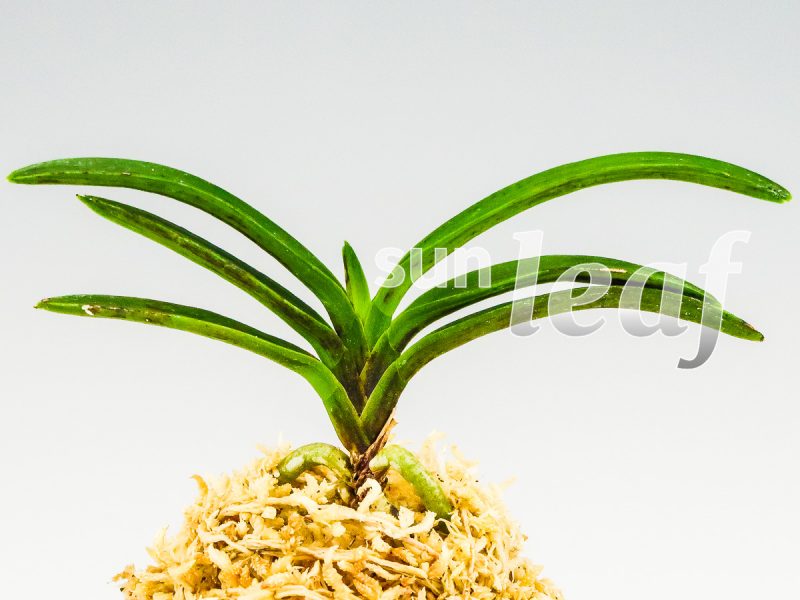 Неофинетия фальката БЭНИ БОТАН 紅牡丹