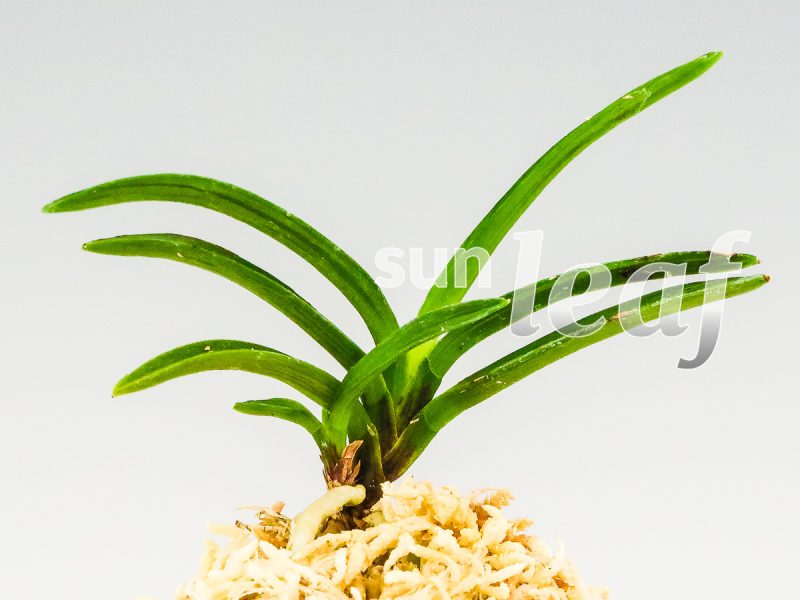 Неофинетия фальката БЭНИ БОТАН 紅牡丹