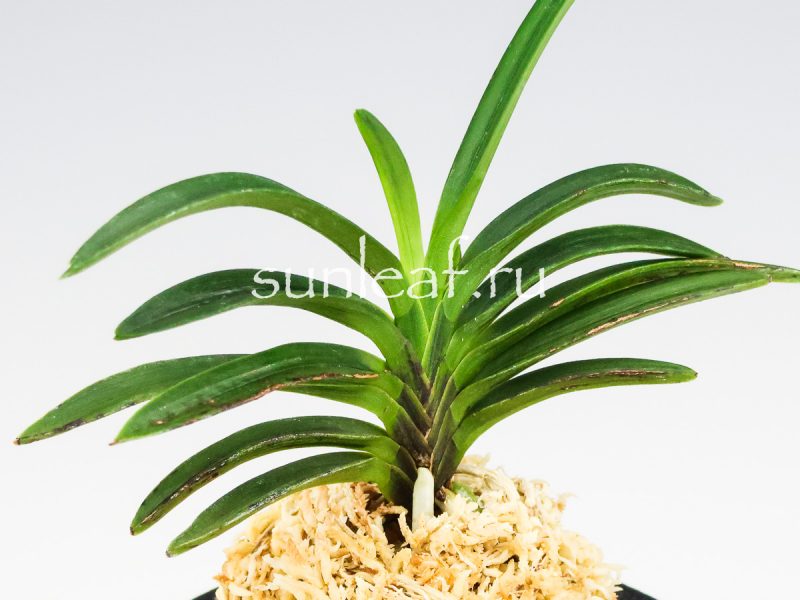 Неофинетия фальката БЭНИ БОТАН 紅牡丹