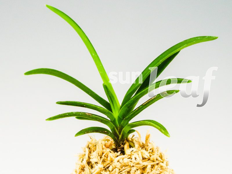 Неофинетия фальката БЭНИ БОТАН 紅牡丹