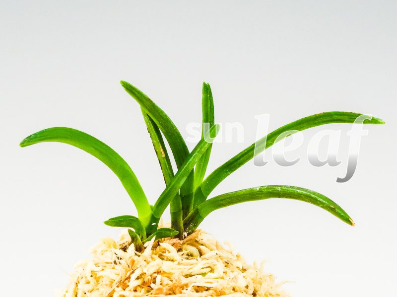 Неофинетия фальката БЭНИ БОТАН 紅牡丹