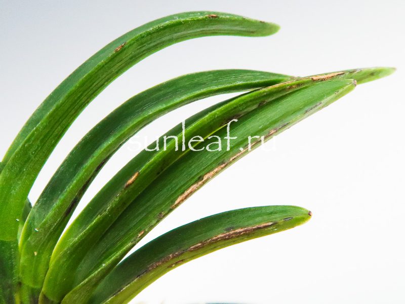 Неофинетия фальката БЭНИ БОТАН 紅牡丹