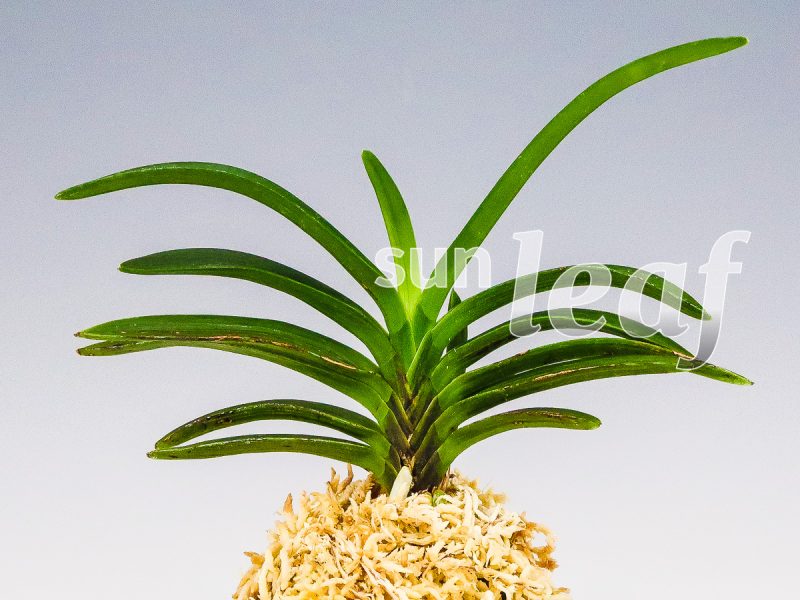 Неофинетия фальката БЭНИ БОТАН 紅牡丹