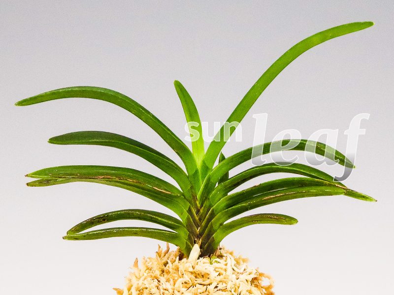 Неофинетия фальката БЭНИ БОТАН 紅牡丹