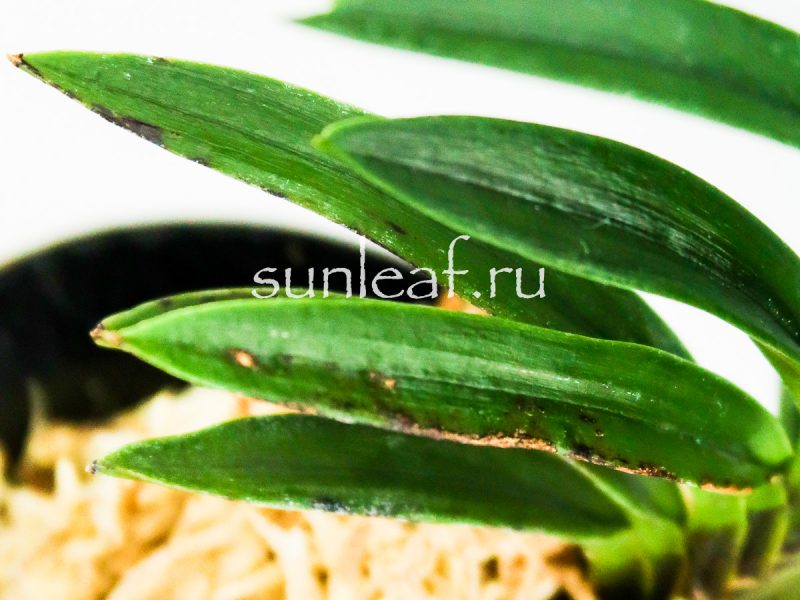 Неофинетия фальката БЭНИ БОТАН 紅牡丹