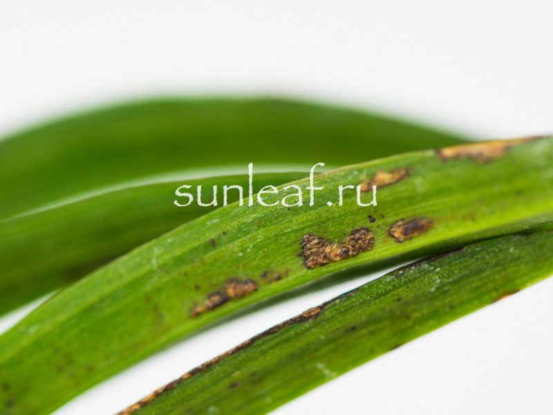 Неофинетия фальката БЭНИ БОТАН 紅牡丹