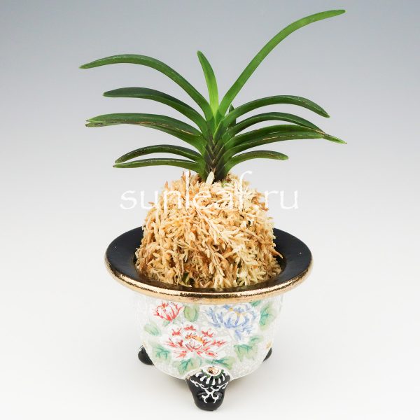 Неофинетия фальката БЭНИ БОТАН 紅牡