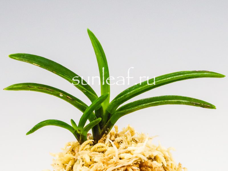 Неофинетия фальката БЭНИ БОТАН 紅牡