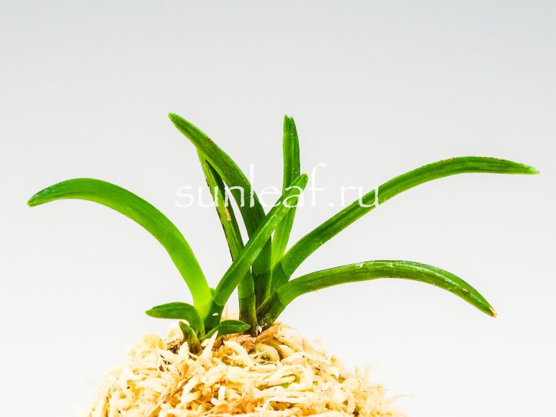 Неофинетия фальката БЭНИ БОТАН 紅牡