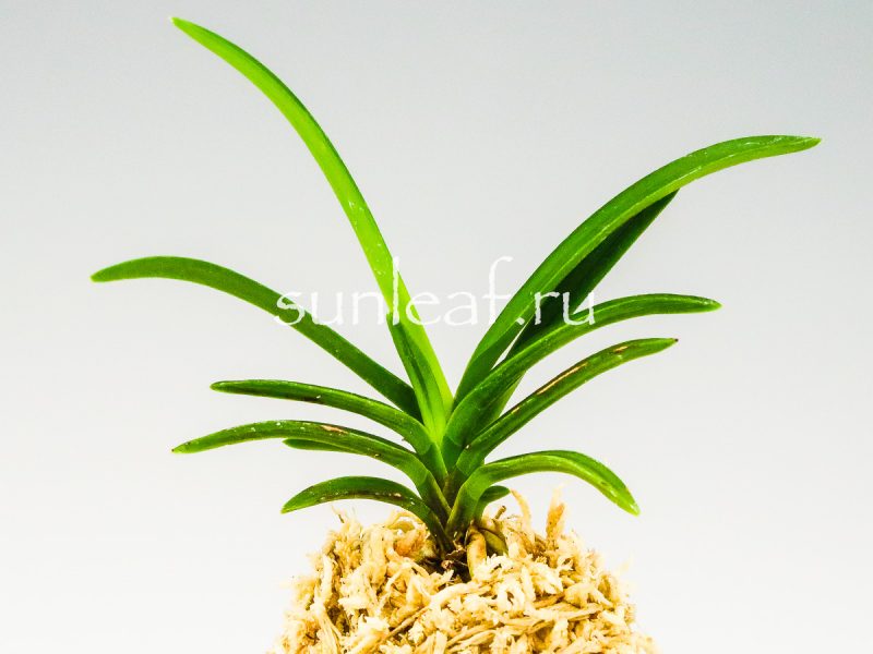 Неофинетия фальката БЭНИ БОТАН 紅牡