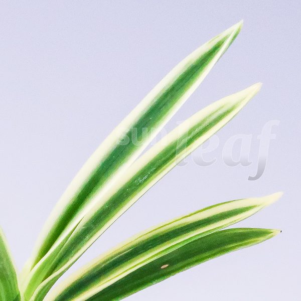 Неофинетия фальката ХАКУО ФУКУРИН 白皇覆輪