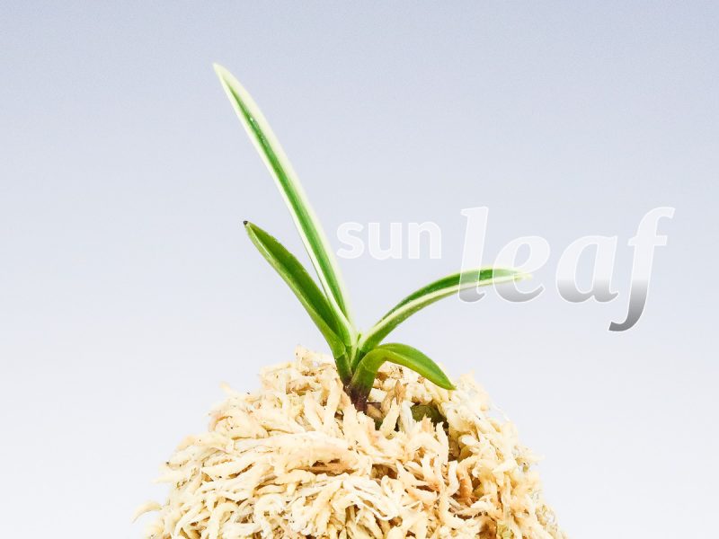 Неофинетия фальката ХАКУО ФУКУРИН 白皇覆輪