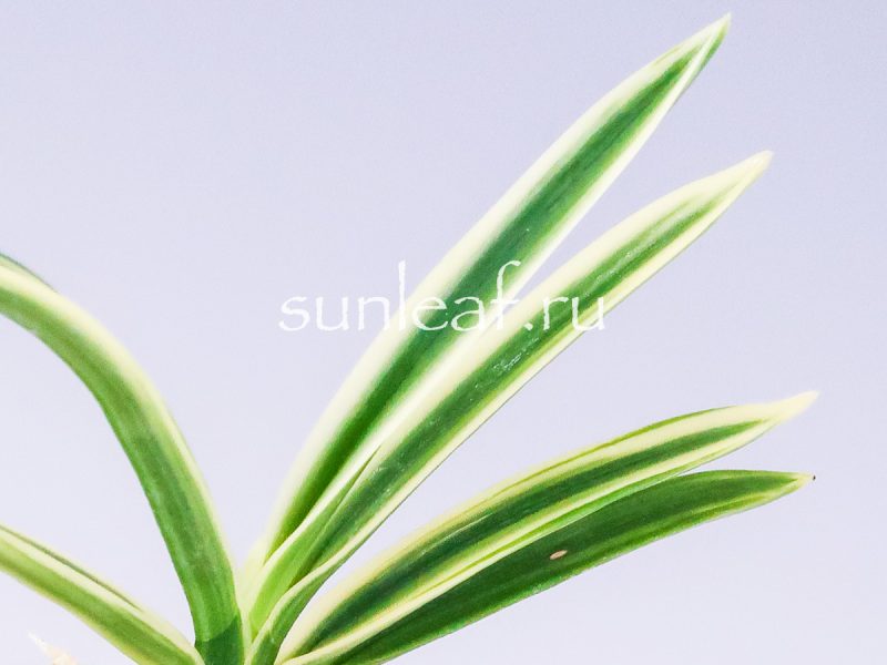 Неофинетия фальката ХАКУО ФУКУРИН 白皇覆輪