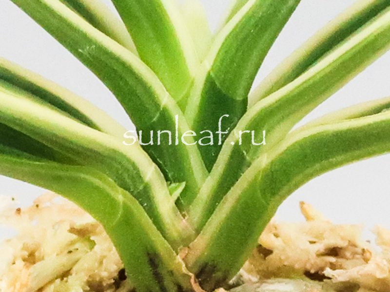 Неофинетия фальката ХАКУО ФУКУРИН 白皇覆輪