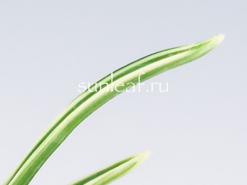 Неофинетия фальката ХАКУО ФУКУРИН 白皇覆輪