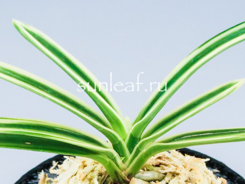 Неофинетия фальката ХАКУО ФУКУРИН 白皇覆輪