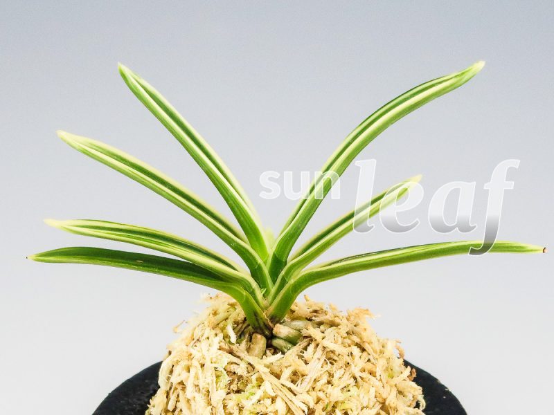 Неофинетия фальката ХАКУО ФУКУРИН 白皇覆輪