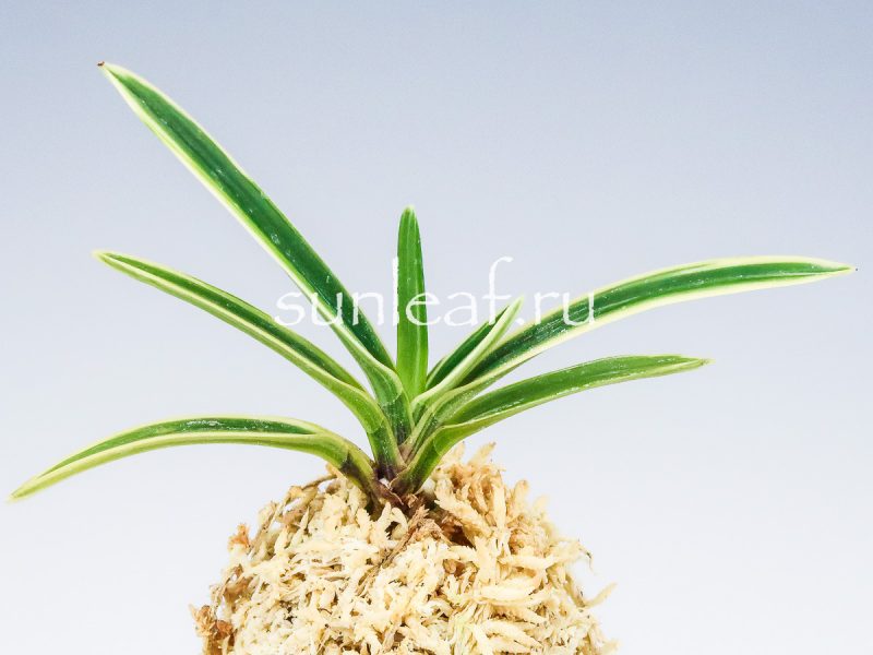 Неофинетия фальката ХАКУО ФУКУРИН 白皇覆輪