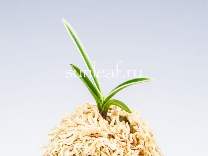 Неофинетия фальката ХАКУО ФУКУРИН 白皇覆輪