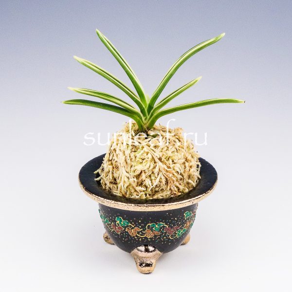 Неофинетия фальката ХАКУО ФУКУРИН 白皇覆輪