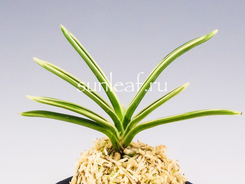 Неофинетия фальката ХАКУО ФУКУРИН 白皇覆輪