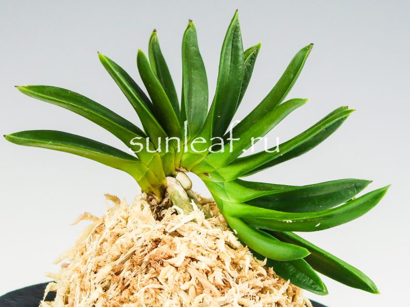 Неофинетия фальката ДЗЮНИ-ХИТОЭ 十二単