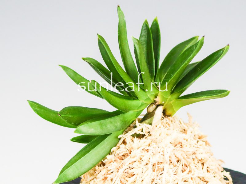 Неофинетия фальката ДЗЮНИ-ХИТОЭ 十二単