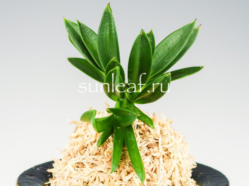 Неофинетия фальката ДЗЮНИ-ХИТОЭ 十二単