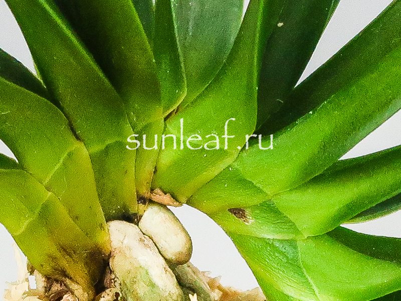 Неофинетия фальката ДЗЮНИ-ХИТОЭ 十二単